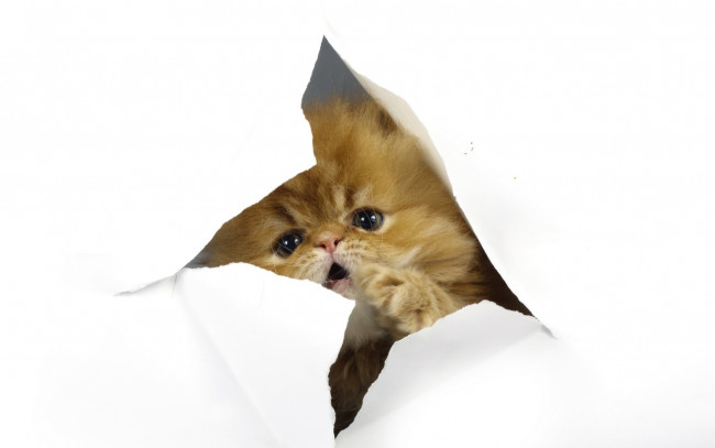 Обои картинки фото животные, коты, морда