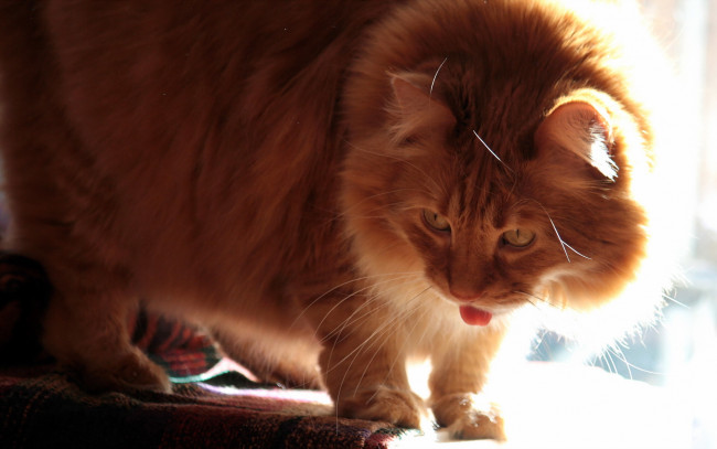 Обои картинки фото животные, коты, рыжий, цвет