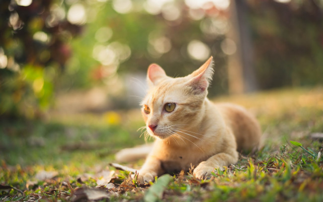 Обои картинки фото животные, коты, трава, рыжий, цвет