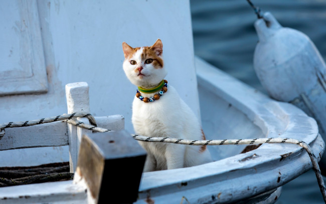 Обои картинки фото животные, коты, взгляд, ошейник