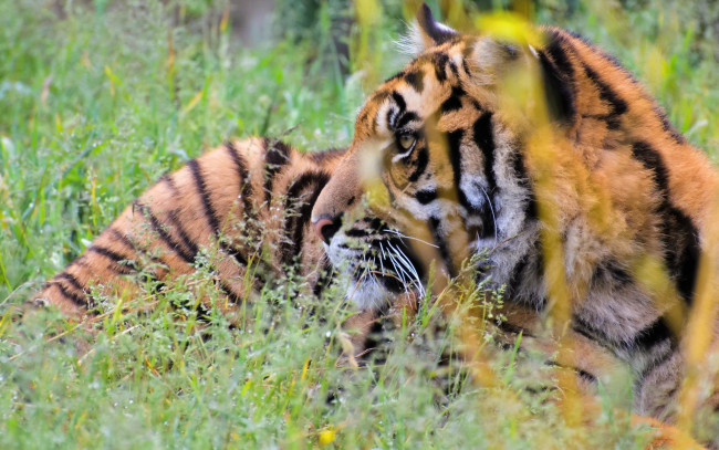 Обои картинки фото животные, тигры, растения, отдых, профиль