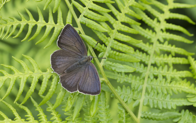 Обои картинки фото животные, бабочки,  мотыльки,  моли, бабочка