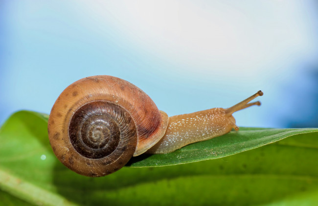 Обои картинки фото животные, улитки, улитка