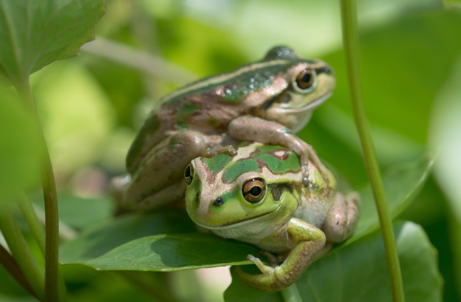 Обои картинки фото животные, лягушки