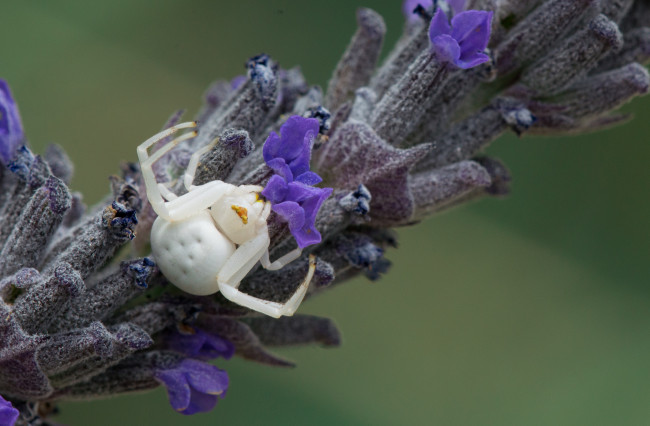 Обои картинки фото животные, пауки, паук