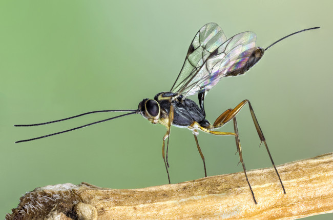 Обои картинки фото животные, насекомые, насекомое