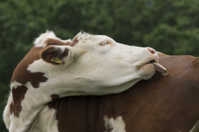 Обои картинки фото животные, коровы,  буйволы, корова