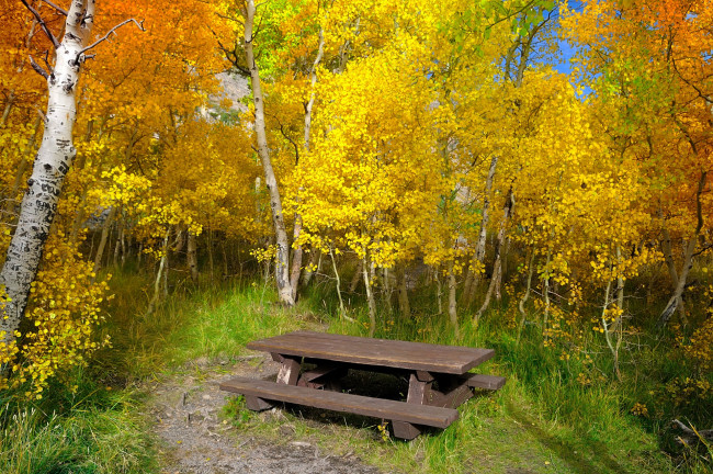 Обои картинки фото природа, лес, простор