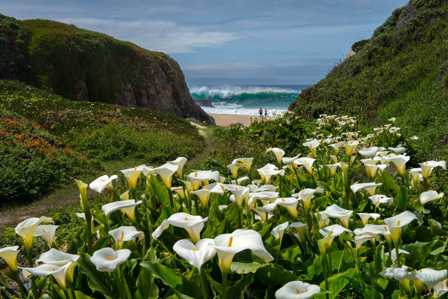 Обои картинки фото природа, луга, простор