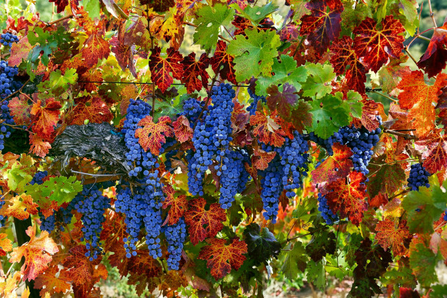 Обои картинки фото природа, Ягоды,  виноград, лоза