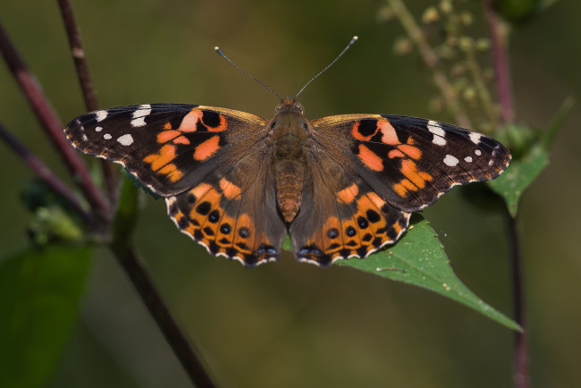 Обои картинки фото животные, бабочки,  мотыльки,  моли, бабочка