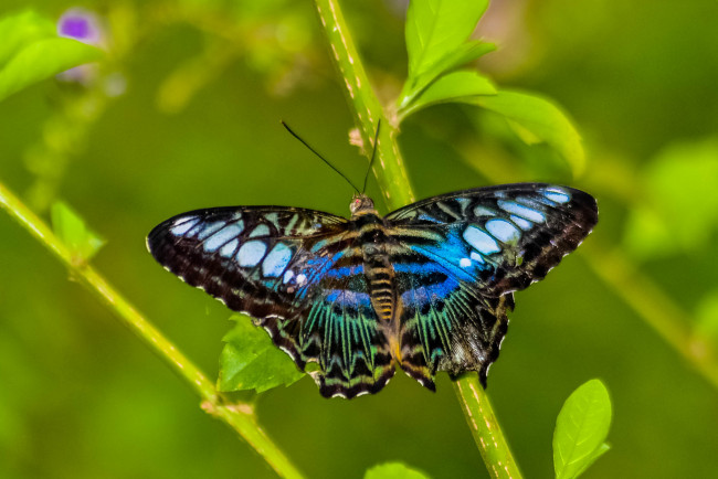 Обои картинки фото животные, бабочки,  мотыльки,  моли, бабочка