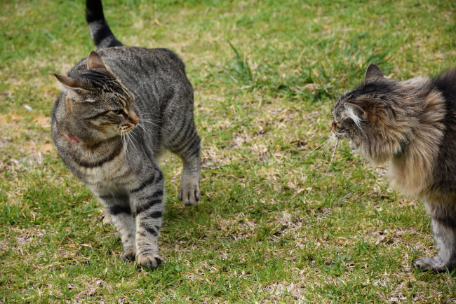 Обои картинки фото животные, коты, драка