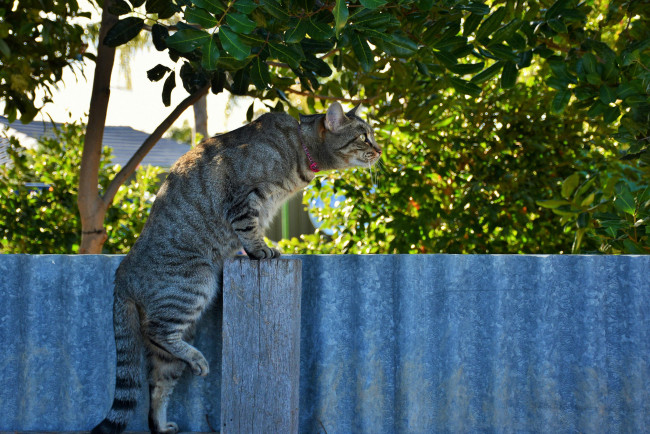 Обои картинки фото животные, коты, кот