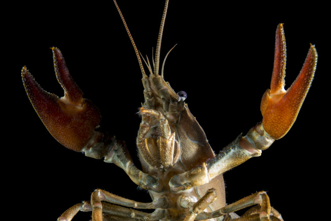 Обои картинки фото животные, крабы,  раки, рак