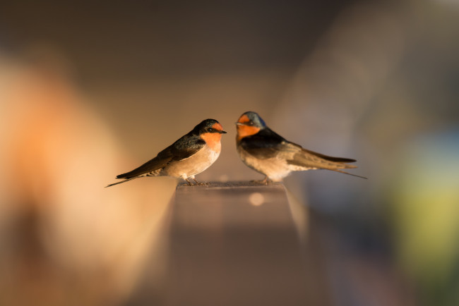 Обои картинки фото животные, ласточки