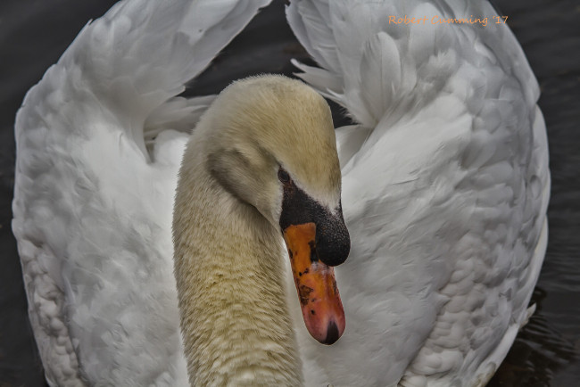 Обои картинки фото животные, лебеди, лебедь