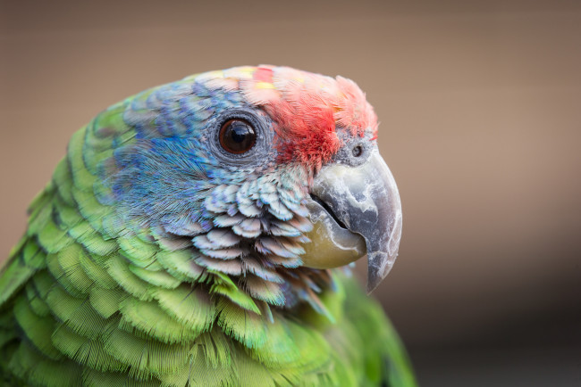 Обои картинки фото животные, попугаи, фон, клювик, птица, попугай