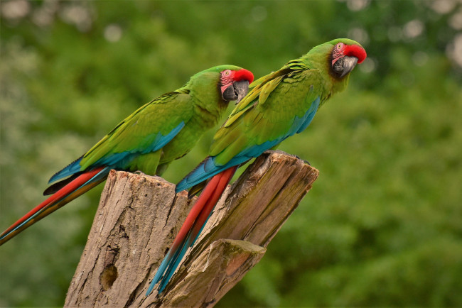 Обои картинки фото животные, попугаи, перья, окрас, птица, клювик, попугай