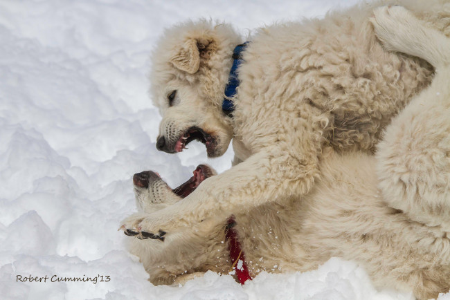 Обои картинки фото животные, собаки, щенки
