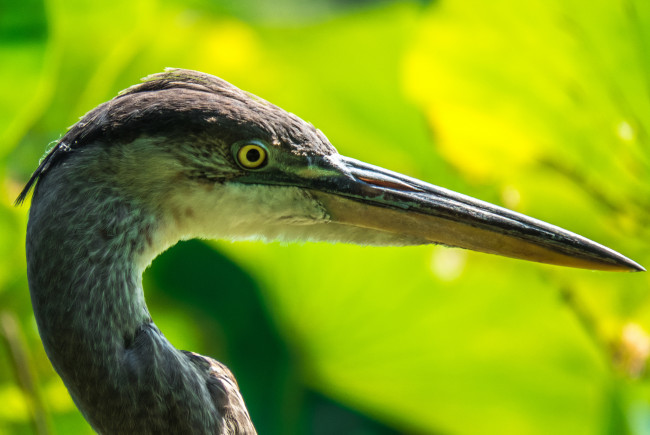 Обои картинки фото животные, цапли,  выпи, цапля