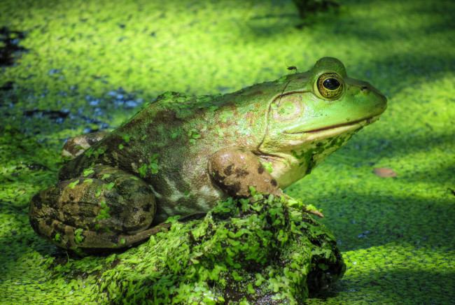 Обои картинки фото животные, лягушки, лягушка