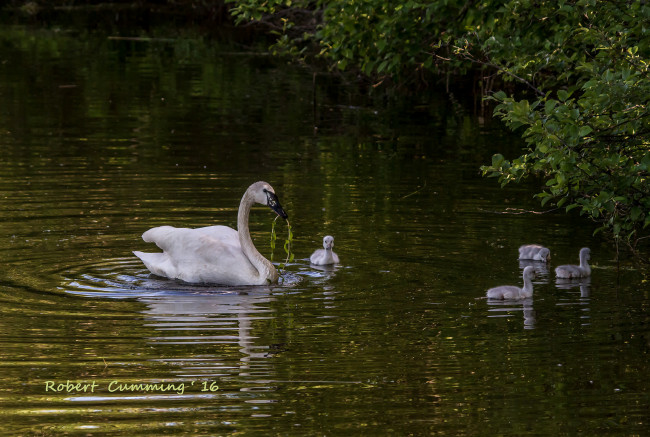Обои картинки фото животные, лебеди