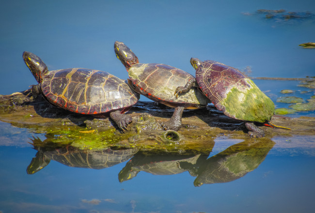 Обои картинки фото животные, Черепахи, трио