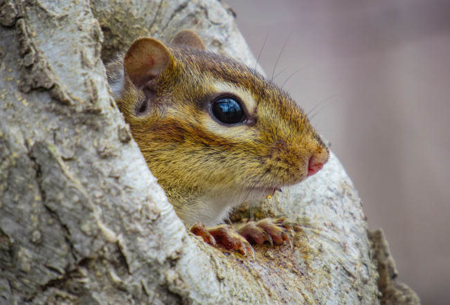 Обои картинки фото животные, бурундуки, бурундук