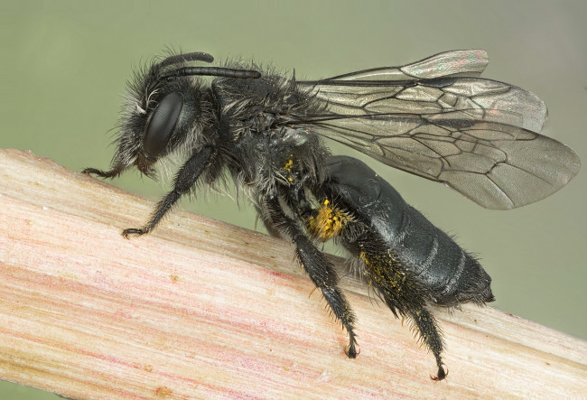 Обои картинки фото животные, пчелы,  осы,  шмели, оса