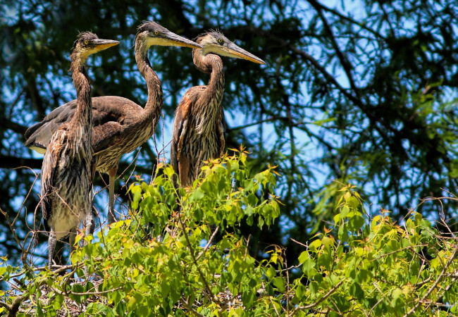 Обои картинки фото животные, цапли,  выпи