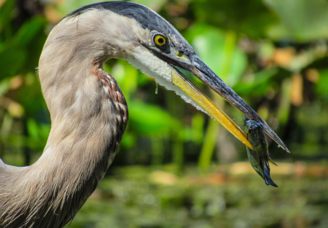 Обои картинки фото животные, цапли,  выпи, цапля