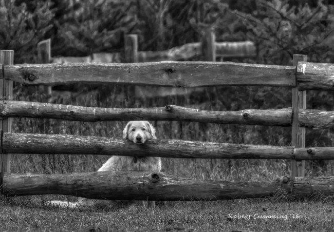 Обои картинки фото животные, собаки, собака