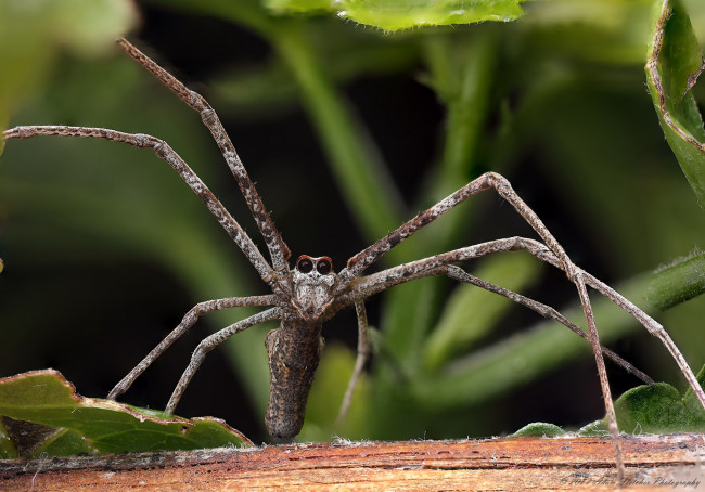 Обои картинки фото животные, пауки, паук