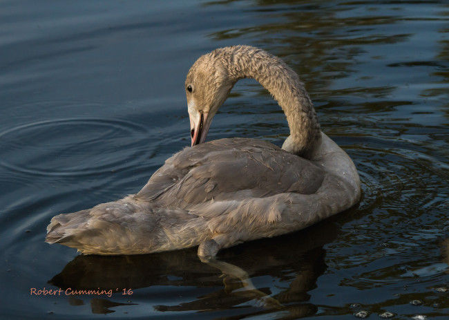 Обои картинки фото животные, лебеди, лебедь