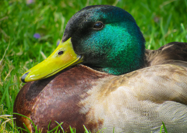 Обои картинки фото животные, утки, утак