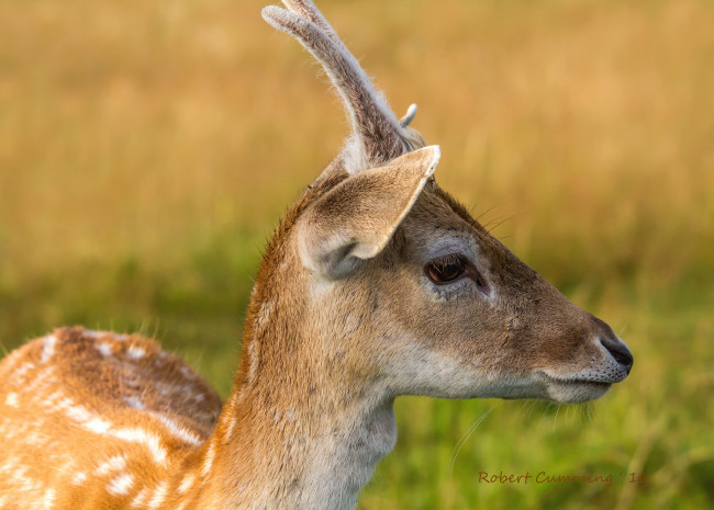 Обои картинки фото животные, олени, оленёнок