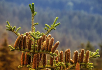 Картинка природа шишки +жёлуди +каштаны