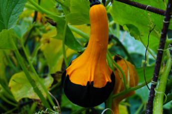 Картинка природа плоды тыква