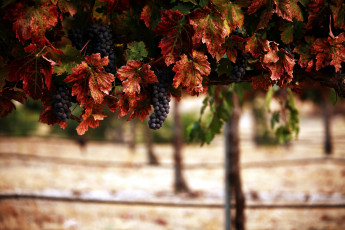 Картинка природа Ягоды +виноград урожай