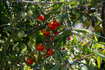 Картинка природа плоды помидоры