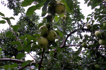 Картинка природа плоды Яблоня