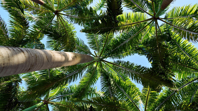 Обои картинки фото природа, деревья, пальмы