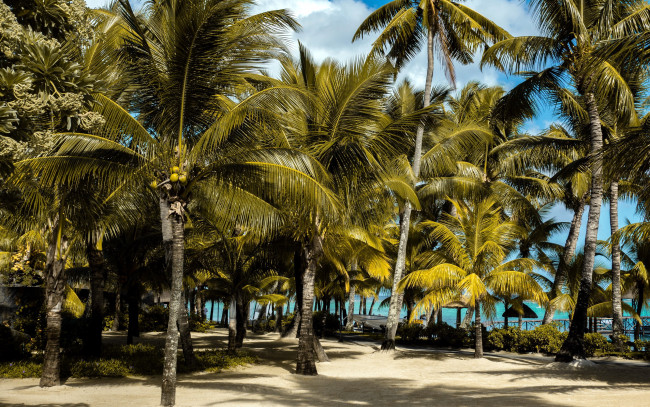 Обои картинки фото природа, тропики, пальмы