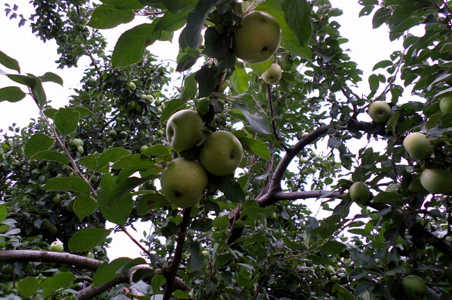 Обои картинки фото природа, плоды, Яблоня