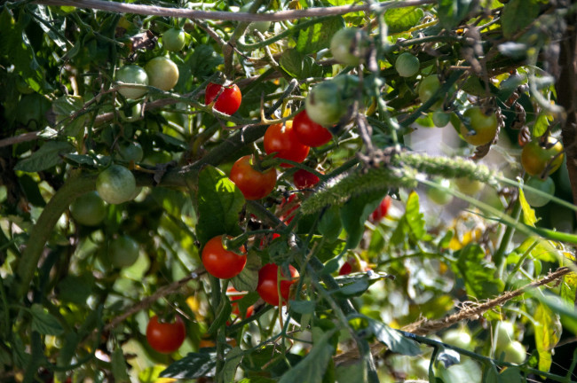 Обои картинки фото природа, плоды, помидоры
