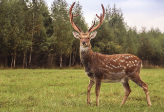Картинка олень животные олени животное рога