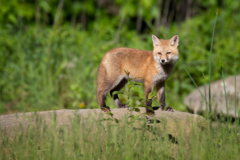 Картинка животные лисы лиса