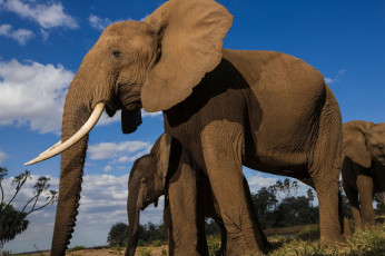 Картинка животные слоны