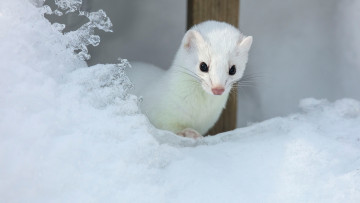 Картинка животные хорьки +куницы +горностаи +ласки +соболи ласка